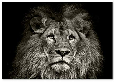 Tulup Impression sur Verre de 100x70 cm Image Tableau Photo décorative panoramique pour la Cuisine et Le Salon - Animaux - Lion - Noir et Blanc