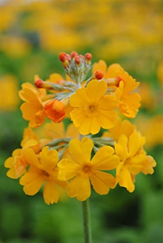 Primula bulleyana 9x9 cm Topf – Winterhart, Mehrjährig, Pflegeleicht – Etagen-Primel – Staude für Beet & Teichrand