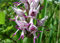 Stk - 25x Affen Orchidee Knabenkraut Albino Zimmerpflanzen Samen A35 - Seeds & Plants Shop by Ipsa