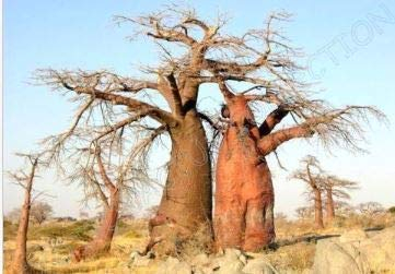 Seeds Fresh Baobab Adansonia type (rare bonsai exotic flowering seed) 10 seeds