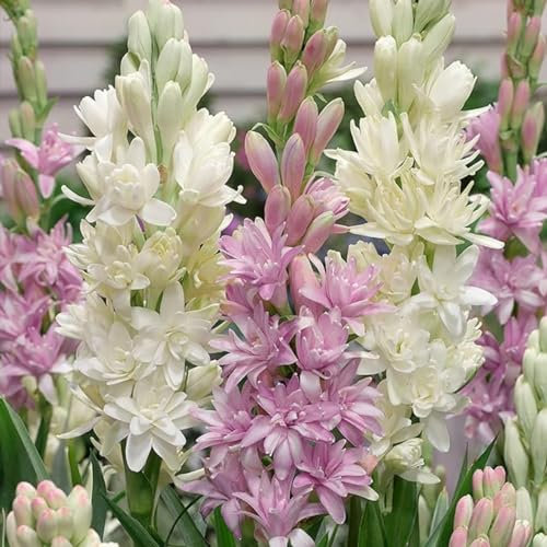 Tuberose zwiebeln,winterharte,Tuberose zwiebel Winterhart MehrjäHrig,Staude TOP SORTE,Tuberose Zwiebel,Tuberose pflanze winterharte Blumenzwiebel,tuberose bulb,tuberose pflanze.-15zwiebeln-E