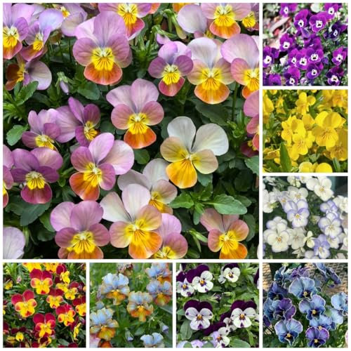 Semillas de pensamiento resistentes, semillas decorativas de pensamiento - flores silvestres flores de balcón, flores cortadas semillas comprar semillas de plantas de pensamiento, 300pcs