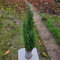 chamaecyparis lawsoniana / Cipresso di Lawson