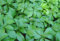 10 x Pachysandra terminalis (Winterhart/Staude/Bodendecker/Mehrjährig/Stauden/Immergrün) Dickmännchen - Immergrüne Bodendecker für schattige Ecken - Laubschlucker - von Stauden Gänge