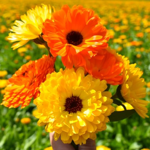Welldales Mixed Orange & Yellow Scented Pastel Calendula Seeds Annual Flower to Plant Grow