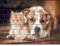 PerfectHD Zaunsichtschutz - Motiv Hund und Katze - Sichtschutz für den Garten - 2,50 x 1,80 x 0,19 m - 9 Streifen - 30 Varianten