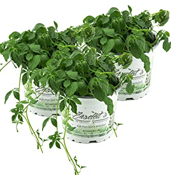 Jiaogulan Gynostemma pentaphyllum, 3 Pflanzen Jiaogulan Kraut der Unsterblichkeit, vegetativ vermehrt!