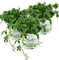 Jiaogulan Gynostemma pentaphyllum, 3 Pflanzen Jiaogulan Kraut der Unsterblichkeit, vegetativ vermehrt!