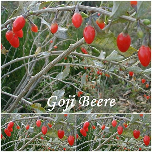 Goji Beere (Chinesische Wolfsbeer) -Samen -Lycium barbarum (Bocksdorn) ! (100)