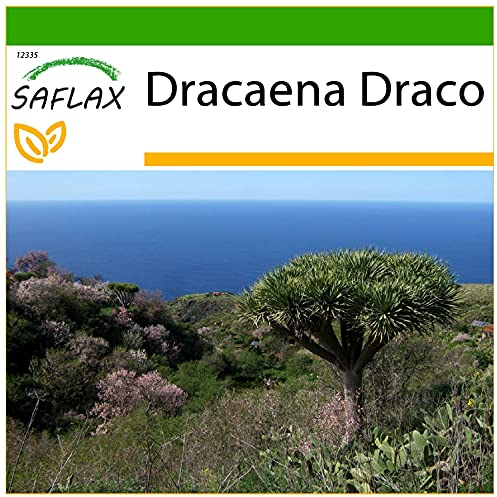 SAFLAX - Drachenbaum - 5 Samen - Mit keimfreiem Anzuchtsubstrat - Dracaena Draco