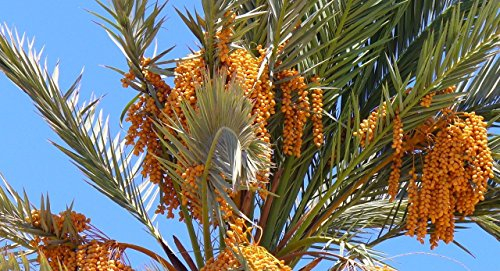 Echte Dattelpalme, Phoenix Dactylifera, Baum 5 Samen