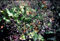 Staudenkulturen Wauschkuhn Limonium latifolium - Statice - Staude im 9cm Topf