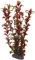 Hobby Rotala Plante d'Aquarium Artificielle 30 cm