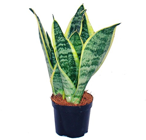 Sansevieria trifasciata - yellow-green bow hemp - 9cm pot