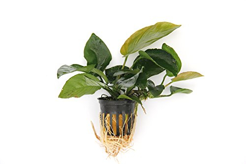 Anubias barteri var. Barteri - Broad leaved spear leaf