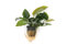 Dennerle ANUBIAS BARTERI