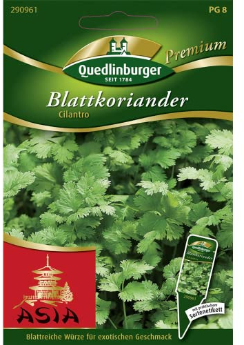 Blattkoriander, Cilantro, Coriandrum sativum, ca. 150 Samen