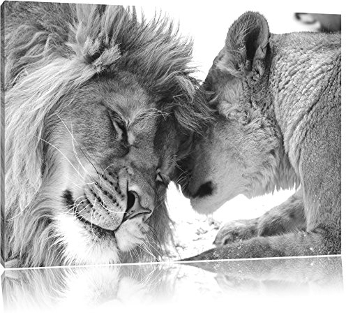 Pixxprint Bezauberndes kuschelndes Löwenpaar B&W, Größe: 100x70cm, Leinwandbild, fertig gespannt, Wandbild, Dekoration, Kunstdruck, kein Poster