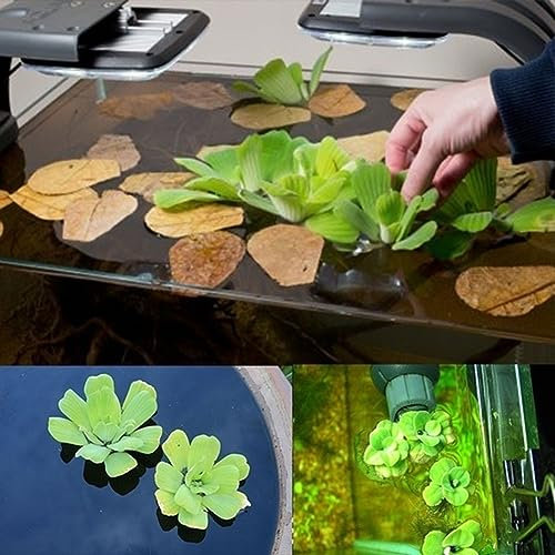 PERZOE 50pcs graines de Dichondra Pistia, décor de réservoir d'aquarium de piscine d'étang de jardin Graines de Dichondre