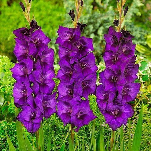 Gladioli Viola, 10 bulbi dall'Olanda, vere grandi piante di gladiolo per giardino e vasi (senza semi, non artificiali e resistenti)