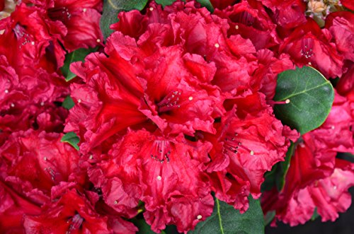 Rhododendron Red Jack 40-50 cm im 5 Liter Pflanzcontainer