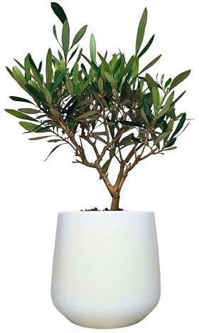I GIARDINI DI GIULIA - Bonsai Olivo Vero | Altezza 45 cm | Foglie Argentee | Tronco Torsionale | Bassa Manutenzione | Simbolo di Pace e Prosperità, Verde, Vaso 16 cm