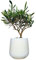 I GIARDINI DI GIULIA - Bonsai Olivo Vero | Altezza 45 cm | Foglie Argentee | Tronco Torsionale | Bassa Manutenzione | Simbolo di Pace e Prosperità, Verde, Vaso 16 cm