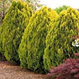 Semi d'oro orientale Tuia Albero (Platycladus orientalis Aurea) 15+ grani (15+)