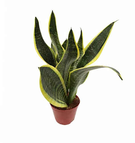Sansevieria DECOALIVE Planta Serpiente, Planta Espada o Lengua de Suegra