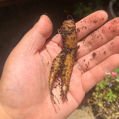 20 pz Semi di mandragora, Mandragora officinarum, balcone in serra, piantare erbe aromatiche Semi di piante di mandragora - Bonsai Bonsai Da Giardino Per Interni piante decorative