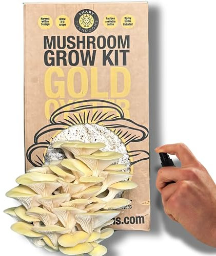Smart Mushrooms Growing kit Gold Oyster XL - Harvest in 14 days - Growth Guaranteed - Ideal Mushroom Gifts Foodie/Gardening Fun, Easy & Delicious | Grow Your Own Oyster Mushrooms