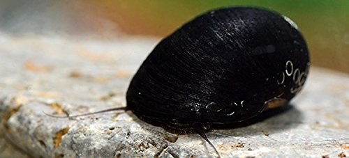 Anthrazit-Napfschnecke (Stahlhelmschnecke), das Algenputzwunder, 5 + 1 gratis
