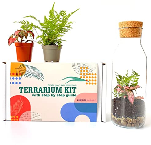 Kit de terrario con recipiente de vidrio y tapa de corcho, mini jardín, idea de regalo, kit de bricolaje (kit con helecho y fittonia)