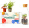 Kit terrario con contenitore in vetro e coperchio in sughero, mini giardino, idea regalo, kit fai da te