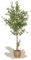 Maia Shop | Olivier Artificiel | Plantes Artificielles Interieur | Plante Artificielle | Mesures: 180 x 60 cm | Plante Artificielle Grande | Arbre Artificiel | Décoration
