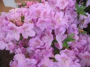 Rhododendron obtusum Ledikanense - Japanische Azalee Ledikanense 20-25