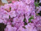 Rhododendron obtusum Ledikanense - Japanische Azalee Ledikanense 20-25