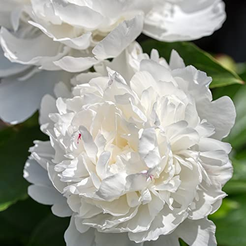 6 x Pfingstrose 'Duchesse De Nemours' - Paeonia 'Duchesse De Nemours' Topf 9x9cm: Elegante, duftende, weiße Blüten, perfekt für den Garten.