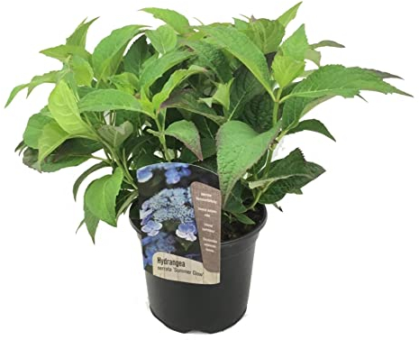 Plant in a Box - Hydrangea serrata 'Sommerglanz' - Hortensien Sträucher oder Kübelpflanze - Winterhart - Topf 19cm - Höhe 25-40cm