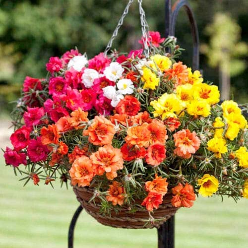 MOSS ROSE DOUBLE - 100 SEEDS - Portulaca grandiflora - Hanging Baskets Flower