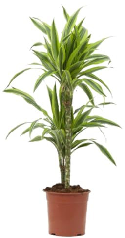 Verdecora Drácena Limón | Dracaena Lemon Lime | Planta tropical de interior en maceta de 3L | Fácil cuidado | Purifica el aire