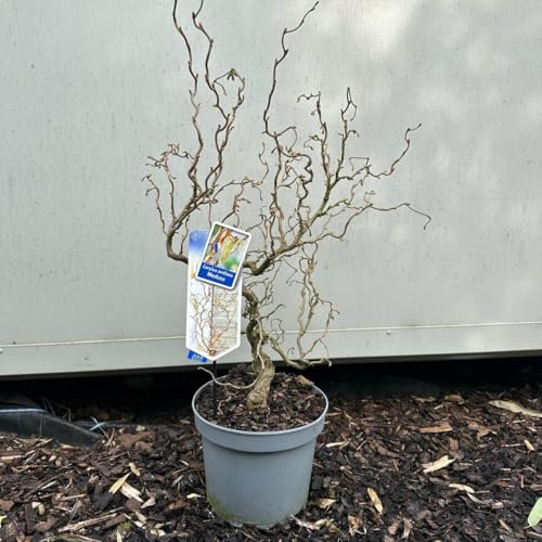 Corylus Avellana Medusa, Contorted Hazel Tree, Live Potted Plant