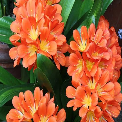 50pcs graines de fleurs de lys Clivia