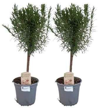 romarin sur tronc - Diamètre : 14 cm - 45 cm - Lot de 2