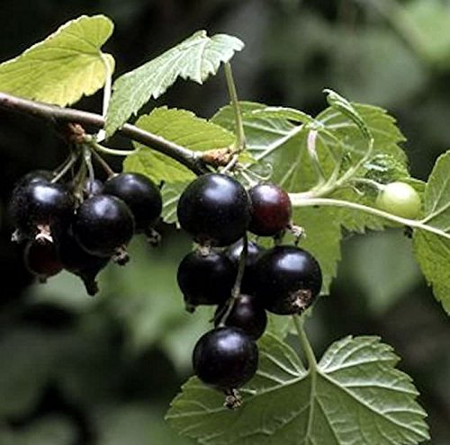 Schwarze Johannisbeere Ben Sarek 30-40cm - Ribes nigrum - lebende Gartenpflanze aus den Baumschulen