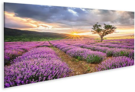 islandburner Quadro su tela Campo di lavanda Alba Immagini Murale Poster