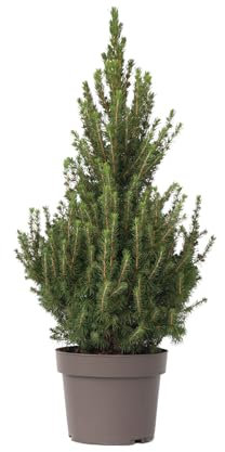 Plant in a Box - Mini-Weihnachtsbaum - Picea glauca conica 'December' - Höhe 55-65cm - Topfgröße 21cm - Baum - grün