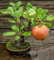 10 semillas frescas de árbol de manzana bonsái