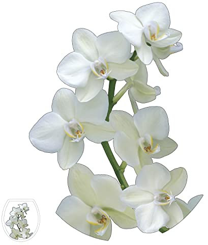 Sticker WC Abattant Orchidée Jaune, Branche Verte, Fleur Fraiche, 33x38cm, Déco Toilettes Maison, Décoration Intérieure