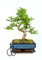 Bonsai Baum mit Keramik Blumentopf ca. 25-35cm hoch, Untersetzer und Schere - Bonsai-Geschenkset - (20 cm Schale ca. 8-9 Jahre, Bonsai Chinese Ulme)
